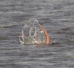 Splash!